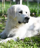 3rd Pick Male, a male Golden Retriever for sale in Janesville, WI – 1 of 3