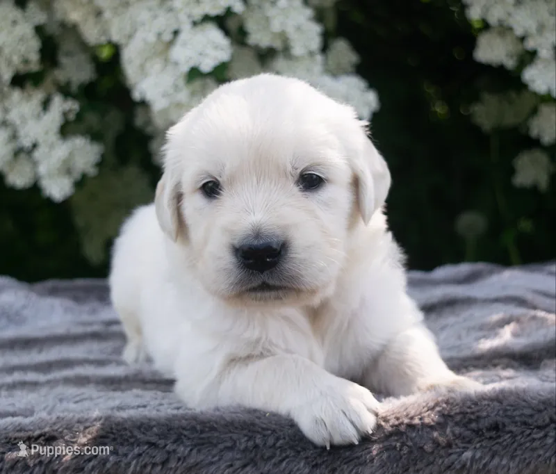 Female #4 – English Cream Golden Retriever puppy for sale in Janesville, WI