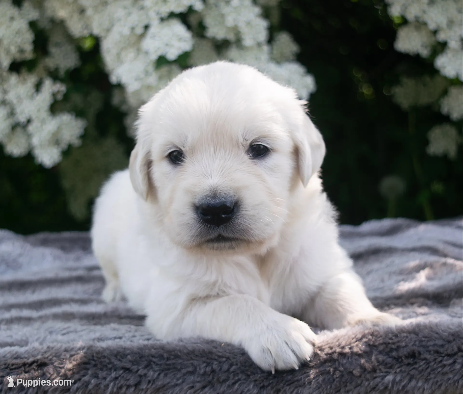 Female #4, a female English Cream Golden Retriever for sale in Janesville, WI – 1 of 3