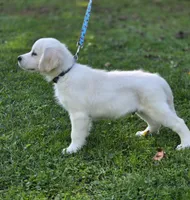 Duke , a male English Cream Golden Retriever for sale in Janesville, WI – 3 of 3