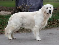 Stocky Boy - ready 9/18, a male English Cream Golden Retriever for sale in Janesville, WI – 4 of 8