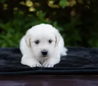 Wyatt, a male English Cream Golden Retriever for sale in Janesville, WI – 4 of 5