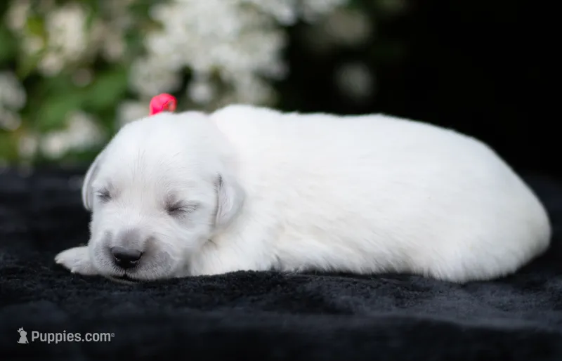 Female #3 – English Cream Golden Retriever puppy for sale in Janesville, WI
