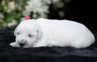 Female #3 Taking Deposits Now!, a female English Cream Golden Retriever for sale in Janesville, WI – 1 of 3
