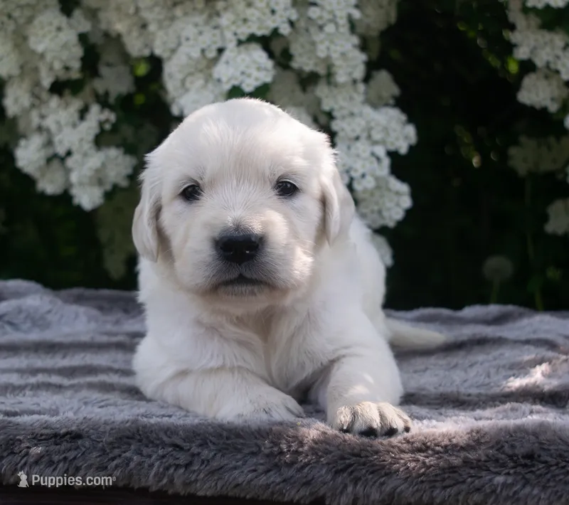 5th Pick Female – Golden Retriever puppy for sale in Janesville, WI