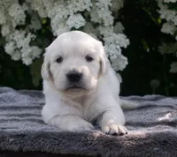 5th Pick Female, a female Golden Retriever for sale in Janesville, WI – 1 of 3