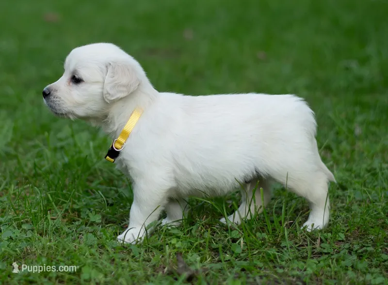 Mr Yellow- Ready 9/18 – Golden Retriever puppy for sale in Janesville, WI