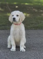 Finley (Sale Pending), a female English Cream Golden Retriever for sale in Janesville, WI – 2 of 2