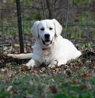  Female #3 Puppy, a female English Cream Golden Retriever for sale in Janesville, WI – 2 of 3