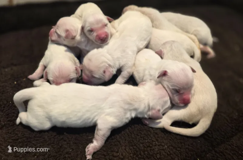 Male #3 – English Cream Golden Retriever puppy for sale in Janesville, WI