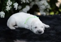 Mr Green , a male English Cream Golden Retriever for sale in Janesville, WI – 5 of 5