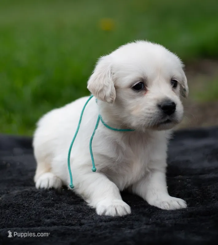 Ms Teal (Pending) – Golden Retriever puppy for sale in Janesville, WI