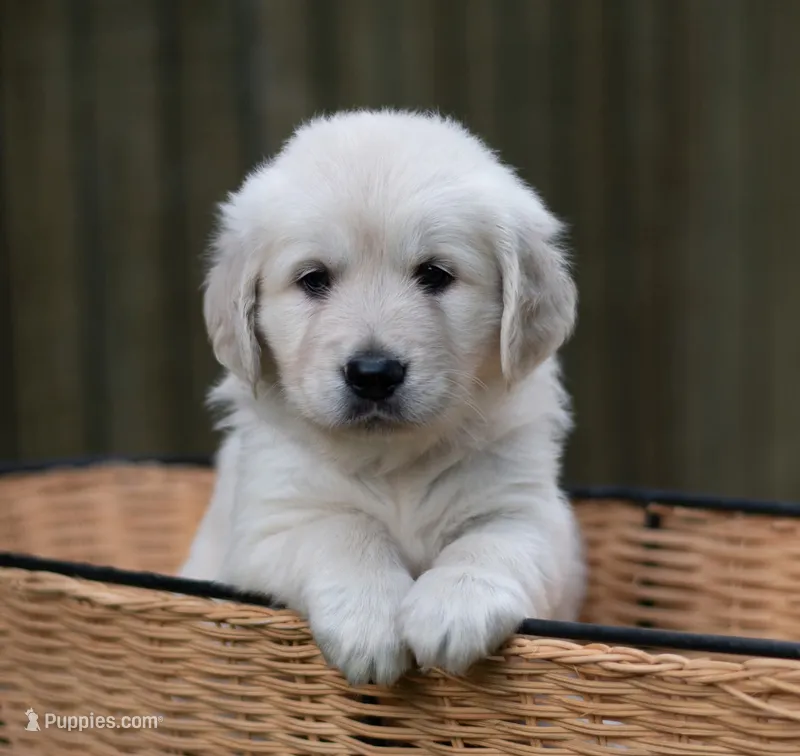 Ms Lavender - Ready 9/18 – Golden Retriever puppy for sale in Janesville, WI