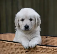 Ms Lavender - Ready 9/18, a female Golden Retriever for sale in Janesville, WI – 1 of 8