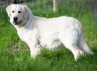 Male #4, a male English Cream Golden Retriever for sale in Janesville, WI – 4 of 4
