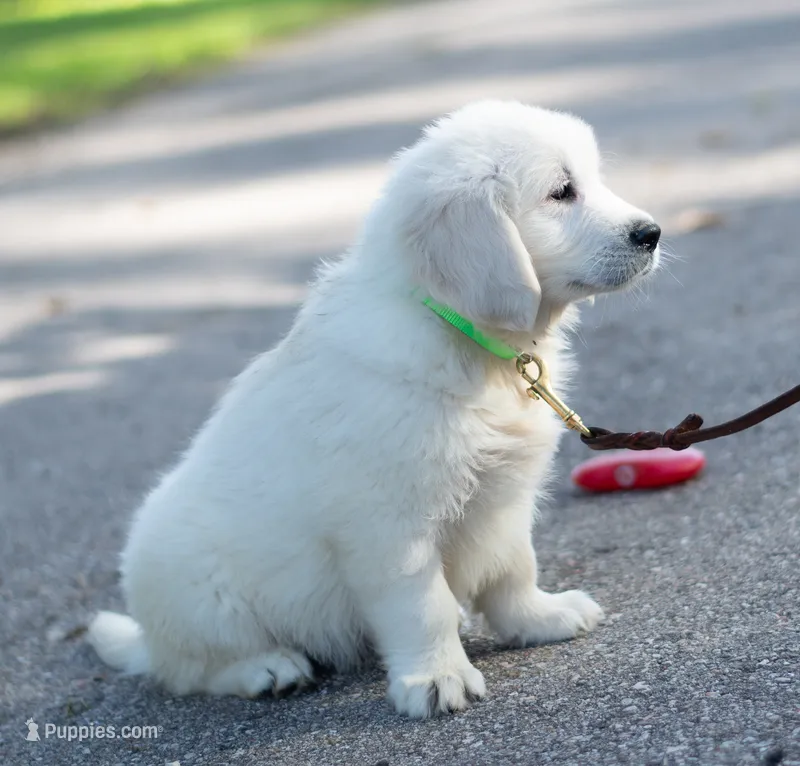 Stocky Boy - Ready Now! – English Cream Golden Retriever puppy for sale in Janesville, WI