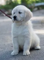 Stocky Girl (Ready Now!), a female English Cream Golden Retriever for sale in Janesville, WI – 1 of 2