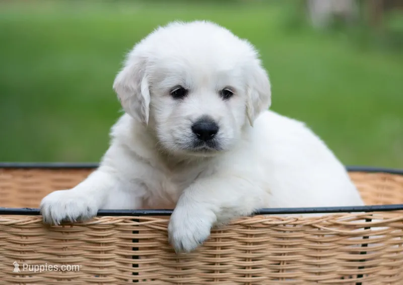 Stocky Boy - ready 9/18 – English Cream Golden Retriever puppy for sale in Janesville, WI