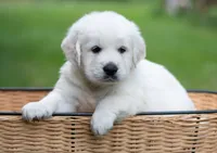 Stocky Boy - ready 9/18, a male English Cream Golden Retriever for sale in Janesville, WI – 1 of 8