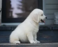 English Male (Ready Now), a male English Cream Golden Retriever for sale in Janesville, WI – 2 of 2