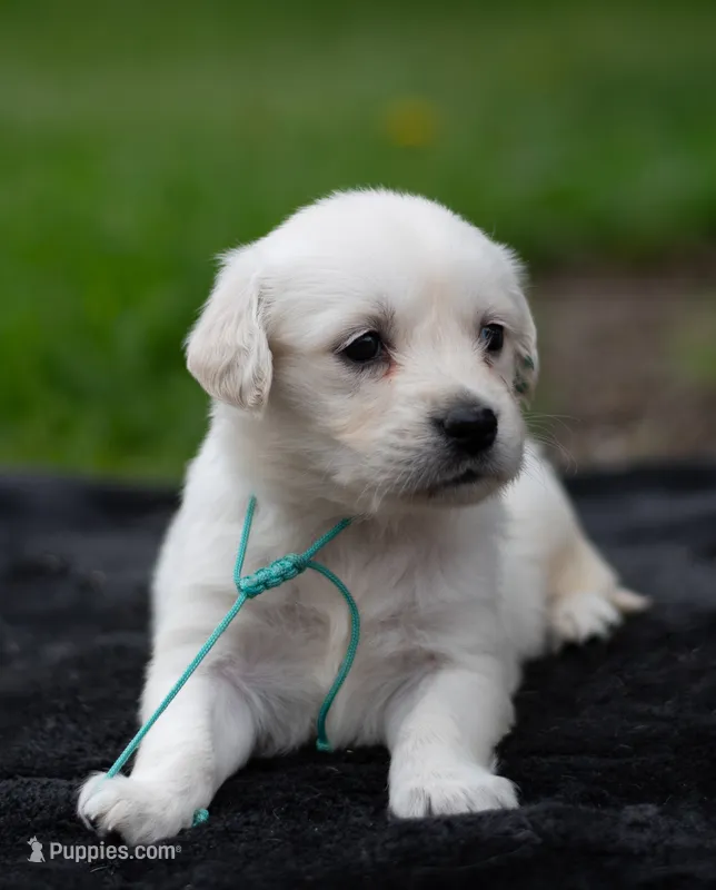Ms Teal (Pending) – English Cream Golden Retriever puppy for sale in Janesville, WI