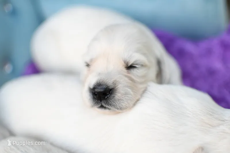 Hailey (Reserve Her Now!) – English Cream Golden Retriever puppy for sale in Janesville, WI
