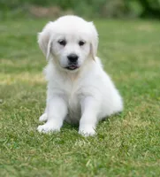 Mr Blue Ready Now!, a male English Cream Golden Retriever for sale in Janesville, WI – 2 of 2