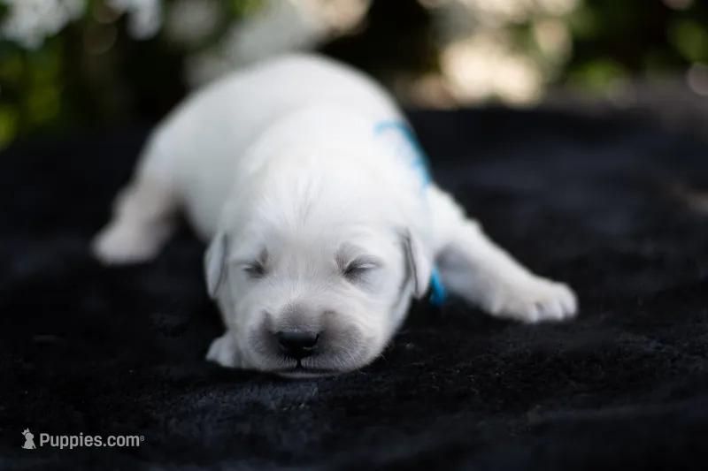 Male #3 – English Cream Golden Retriever puppy for sale in Janesville, WI