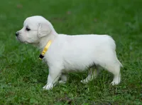 Mr Yellow- Ready 9/18, a male English Cream Golden Retriever for sale in Janesville, WI – 2 of 9