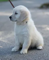Stocky Girl (Ready Now!), a female English Cream Golden Retriever for sale in Janesville, WI – 2 of 2