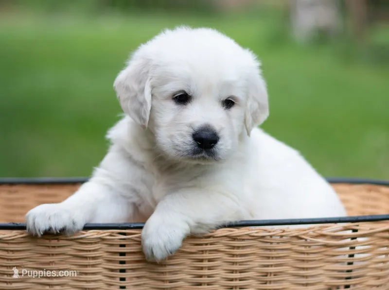 Mr Black - Ready Now! – Golden Retriever puppy for sale in Janesville, WI