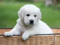 Mr Black - Ready 9/18, a male Golden Retriever for sale in Janesville, WI – 2 of 7