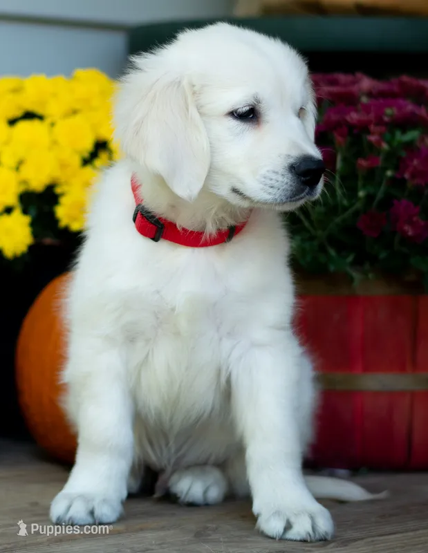 Atom – Golden Retriever puppy for sale in Janesville, WI
