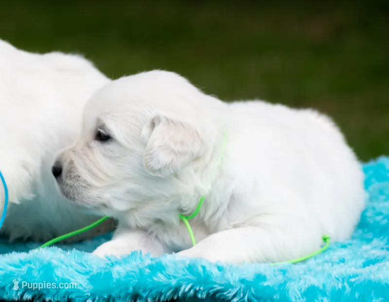 English Male Buddy (Reserve Now!) – Golden Retriever puppy for sale in Janesville, WI