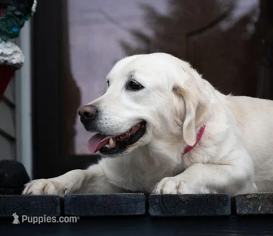  Male Puppy – English Cream Golden Retriever puppy for sale in Janesville, WI