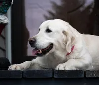 Ready for Summer Break!, a  English Cream Golden Retriever for sale in Janesville, WI – Photo 3 of 8