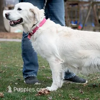 Ready for Summer Break!, a  English Cream Golden Retriever for sale in Janesville, WI – Photo 5 of 8