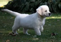 Ready for Summer Break!, a  English Cream Golden Retriever for sale in Janesville, WI – Photo 8 of 8