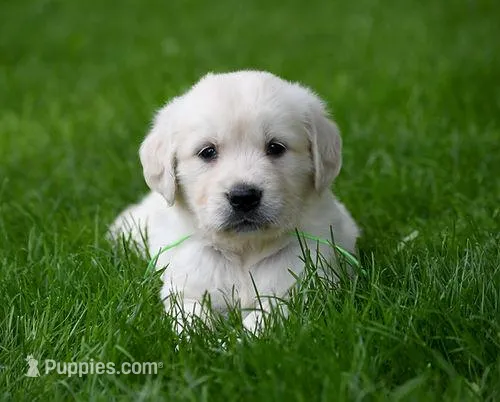 Ready for Summer Break! – English Cream Golden Retriever puppy for sale in Janesville, WI
