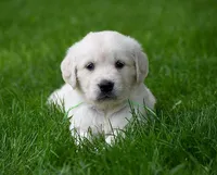 Ready for Summer Break!, a  English Cream Golden Retriever for sale in Janesville, WI – Photo 1 of 8