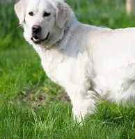 Mr Orange - Ready 9/18, a male Golden Retriever for sale in Janesville, WI – 6 of 7