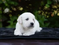 Wyatt, a male Golden Retriever for sale in Janesville, WI – 2 of 5