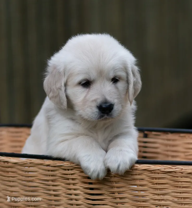 Ms Lavender - Ready Now! – Golden Retriever puppy for sale in Janesville, WI