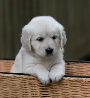 Ms Lavender - Ready 9/18, a female Golden Retriever for sale in Janesville, WI – 3 of 8