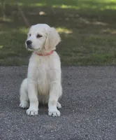 Sale Pending, a female Golden Retriever for sale in Janesville, WI – 2 of 2