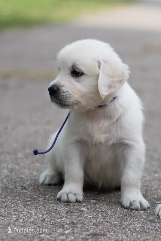 Duke  – Golden Retriever puppy for sale in Janesville, WI