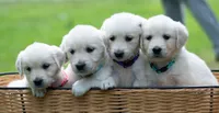 Ms Purple - Ready 9/18, a female English Cream Golden Retriever for sale in Janesville, WI – 3 of 9