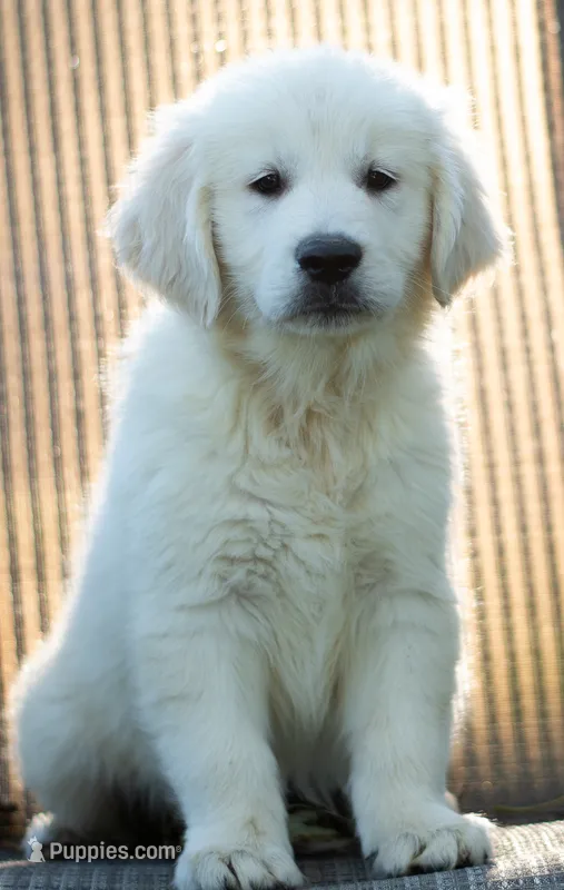 Teddy (Reserve Him Now!) – Golden Retriever puppy for sale in Janesville, WI