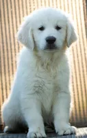 Teddy (Reserve Him Now!), a male Golden Retriever for sale in Janesville, WI – 1 of 1
