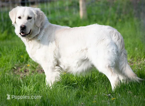 English Female #3 – Golden Retriever puppy for sale in Janesville, WI